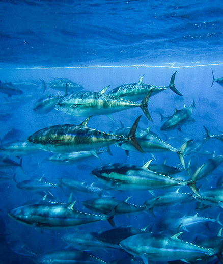 Photo de pêche à la ligne