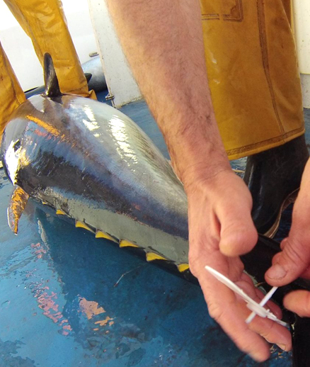 Photo de pêche à la ligne