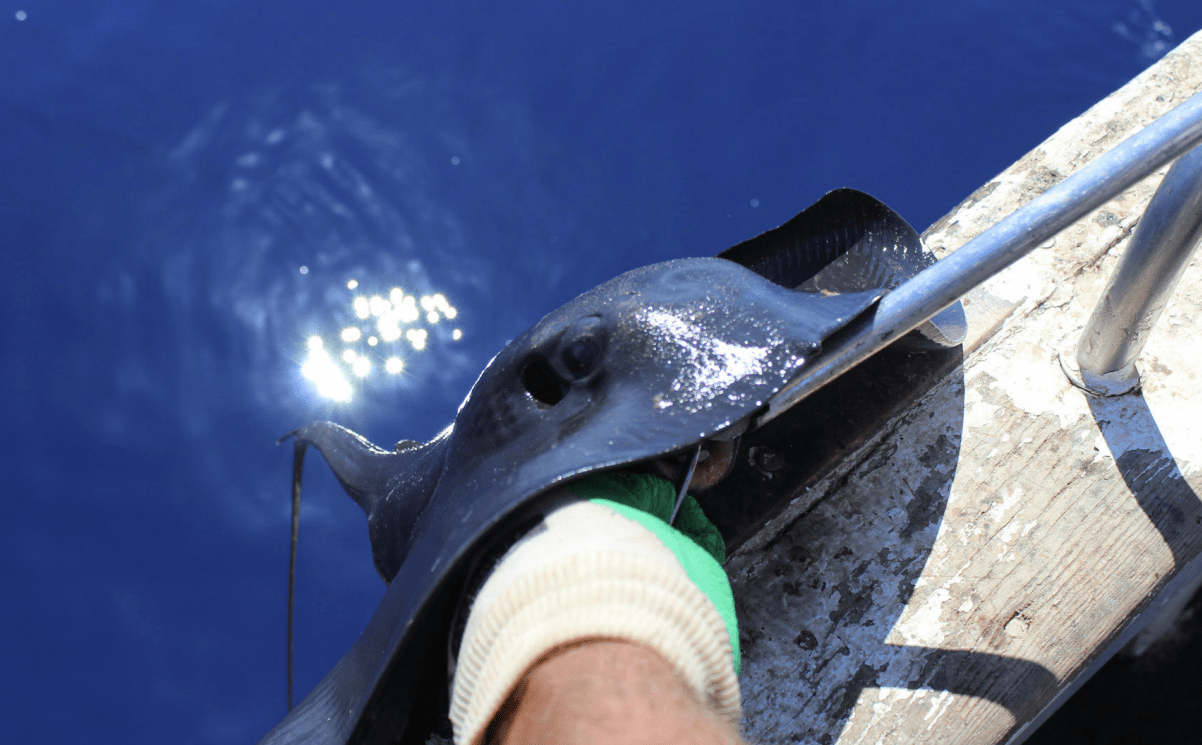 Photo de pêche à la ligne